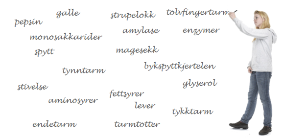 Jente skriver mange begreper